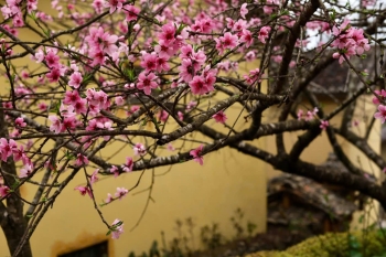 Mùa xuân ở làng Lô Lô Chải