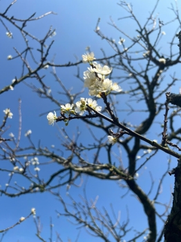 Cao nguyên Mộc Châu